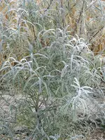 DSCF5535.webp