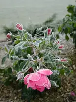 DSCF5536.webp