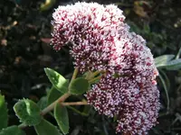 DSCF4278.webp