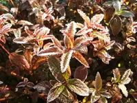 DSCF4280.webp
