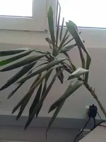 pflanzeteil1.webp