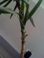 Pflanzeteil2.webp