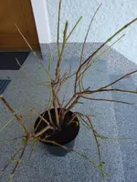 mini-P1000734.webp