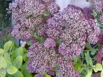 Fette Henne.webp