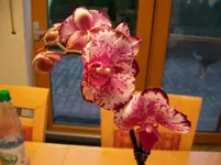 005.webp