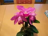 004.webp