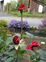 101022 003.webp