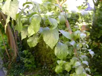Baum unbek..webp