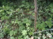Baum unbek.3.webp