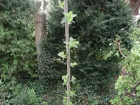 Baum unbek4.webp