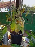 Aubergine.webp