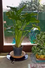 Callas.webp