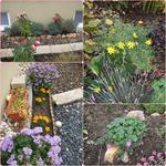 BLüten 2210.webp