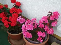 geranien2210.webp
