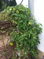 tomaten.webp
