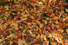 Blaetter_2.webp