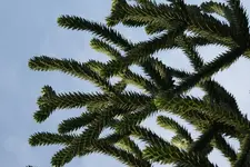 Blaetter_3.webp