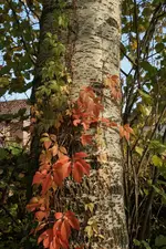 Blaetter_4.webp
