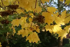 Blaetter_5.webp