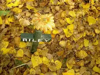 Herbst Riley v.webp