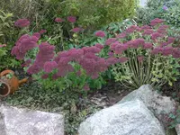 P1030641.webp