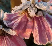cosmea reif.webp