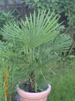 PICT0032.webp