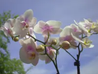 PICT0042.webp