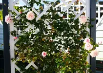 Penny Lane.webp