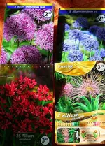diverse Allium-Sorten.webp