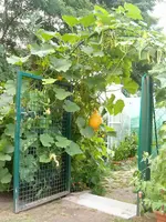 Durchgang Gemüsegarten.webp