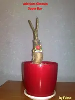 23102010803.webp