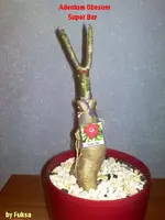 23102010804.webp