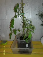 SAM_0154.webp