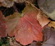 DSC_6850.webp