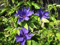 Clematis.webp