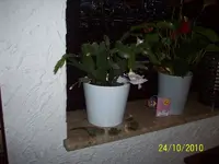 Weihnachtskakteen 006.webp