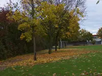Herbstlaub.webp