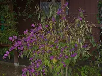 Liebesperlenstrauch.webp