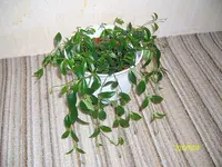 ALIM2651.webp