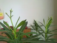 oleander241020101651.webp