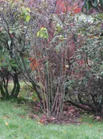 IMG_3104.webp
