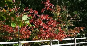 Richtung Wäldchen4.webp