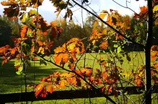Richtung Wäldchen5.webp