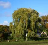 Trauerweide.webp