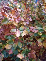 Bild 532.webp