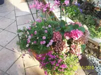Blüten Ende Okt.2010 027.webp