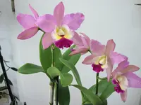 Catleya1a.webp