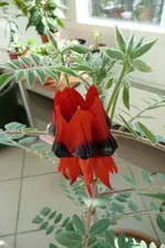 2Kopie von Bilder 136.webp