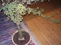 PA250010.webp